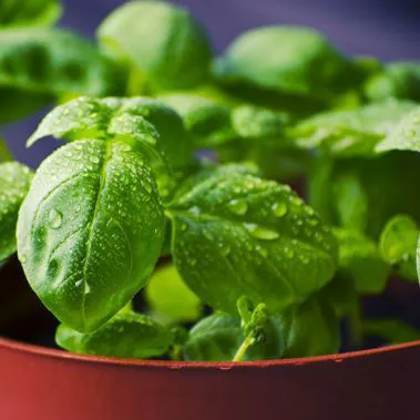 Piante aromatiche